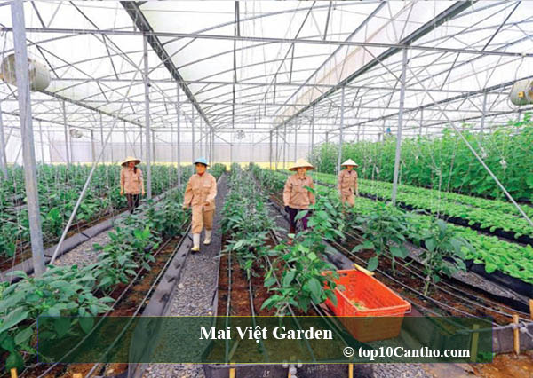 Mai Việt Garden
