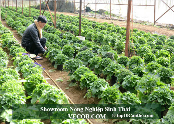 Showroom Nông Nghiệp Sinh Thái - taigameionline.vn