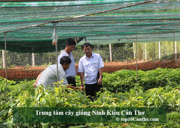  Top 10 Trung tâm cây giống uy tín nhất tại Ninh Kiều Cần Thơ